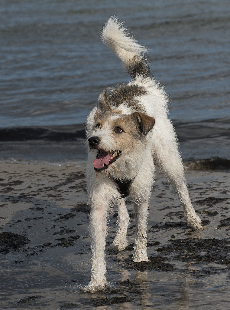 Schleswig Holstein Ostsee 09_2015 KA7_5206 als Smartobjekt-1 Kopie.jpg - Die beste Methode ist , den Felix gar nicht mehr beachten dann kommt er meistens von ganz alleine zu uns. Nach gerade mal 45 Minuten gab er auf und ließ sich wieder anleinen. Ja Felix pech gehabt . Für den Rest den restlichen Urlaub ist nur noch Leine angesagt